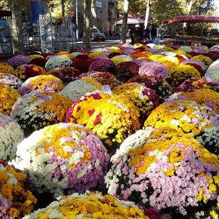Fat cushions of chrysanthemums, destined for family graves.